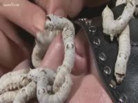 Bestiality Porn - Caterpillars crawling on a nude body